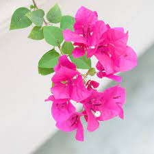 Bougainvillea Pagoda Pink (Bougainvillea glabra)