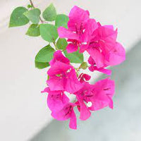Bougainvillea Pagoda Pink (Bougainvillea glabra)