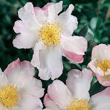 Sasanqua Camellia Wahroonga (Camellia sasanqua)