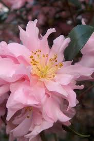 Sasanqua Camellia Snow (Camellia sasanqua)