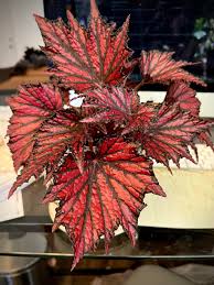 Begonia - Bewitched Red Black - Ladybird Nursery