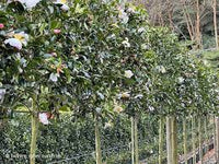 Sasanqua Camellia Paradise Venessa (Camellia sasanqua)