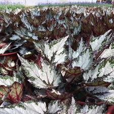 Begonia - Bewitched Wintergreen - Ladybird Nursery
