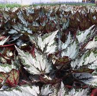 Begonia - Bewitched Wintergreen