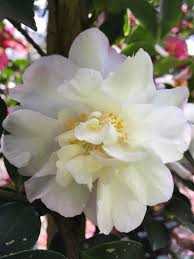 Sasanqua Camellia Paradise Sarah (Camellia sasanqua) - Ladybird Nursery