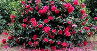 Sasanqua Camellia Paradise Petite Ruby (Camellia sasanqua)