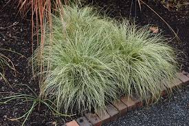 Sedge Frosted Curls (Carex)