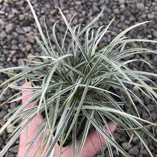 Variegated Mondo Grass variegata (Ophiopogon japonicus) - Ladybird Nursery