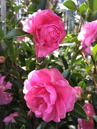 Sasanqua Camellia Slimline With Love (Camellia sasanqua) - Ladybird Nursery