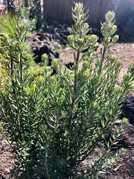 Coastal Rosemary Funky Chunky (Westringia fruticosa)