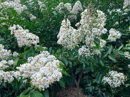 Crepe Myrtle Bush Form x fauriei Natchez White (Lagerstroemia indica) - Ladybird Nursery