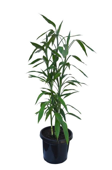 Lucky bamboo 1m tall PICK UP ONLY