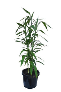 Lucky bamboo 1m tall PICK UP ONLY