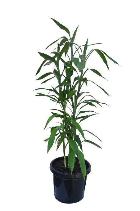 Lucky bamboo 1m tall PICK UP ONLY - Ladybird Nursery