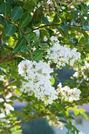 Crepe Myrtle Bush Form x fauriei Acoma (Lagerstroemia indica) - Ladybird Nursery
