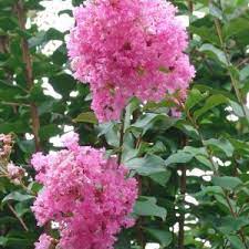 Crepe Myrtle (Lagerstroemia chekiangensis)