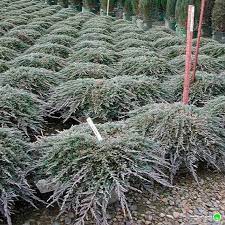 Creeping Juniper Icee Blue (Juniperus horizontalis)