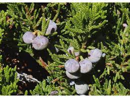 Creeping Juniper douglasii (Juniperus horizontalis)