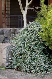 Creeping Juniper Blue Rug (Juniperus horizontalis) - Ladybird Nursery