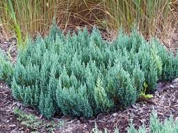 Creeping Juniper Blue Forest (Juniperus horizontalis) - Ladybird Nursery