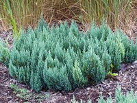 Creeping Juniper Blue Forest (Juniperus horizontalis)