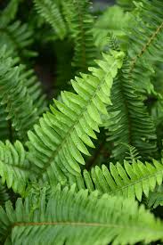 Sword Fern Macho (Nephrolepis biserrata) - Ladybird Nursery