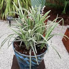 Variegated Mondo Grass variegata (Ophiopogon japonicus) - Ladybird Nursery