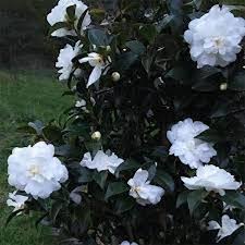 Sasanqua Camellia Slimline Avalanche (Camellia sasanqua)