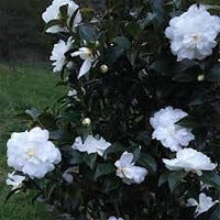 Sasanqua Camellia Slimline Avalanche (Camellia sasanqua)