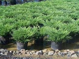 Creeping Juniper Andorra Compact (Juniperus horizontalis)