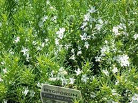 Myoporum Fine Leaf White 200mm Pot - Ladybird Nursery