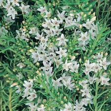 Creeping Boobialla Fine Leaf (Myoporum parvifolium)