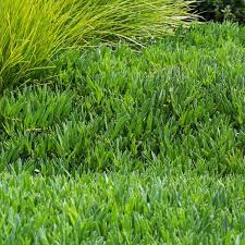 Creeping Boobialla Broad Leaf Pink (Myoporum parvifolium)