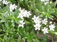 Creeping Boobialla Broad Leaf (Myoporum parvifolium) - Ladybird Nursery
