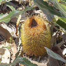 Creeping Banksia (Banksia petiolaris) - Ladybird Nursery