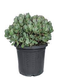 Crassula (Crassula Bluebird) - Ladybird Nursery