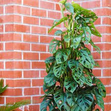 Swiss Cheese Plant Totem poles (Monstera adansonii) - Ladybird Nursery