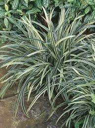 Variegated Mondo Grass variegata (Ophiopogon japonicus)