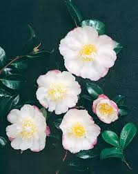 Sasanqua Camellia Paradise Venessa (Camellia sasanqua)