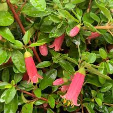Correa Bells (Correa Dusky)