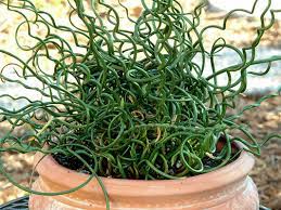 Corkscrew Rush Totally Twisted (Juncus effusus) - Ladybird Nursery