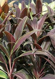 Cordyline Tartan (Cordyline fruticosa) - Ladybird Nursery