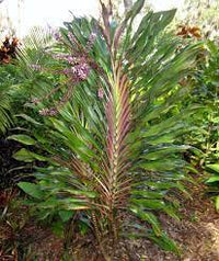 Cordyline Singapore Twist (Cordyline fruticosa) - Ladybird Nursery