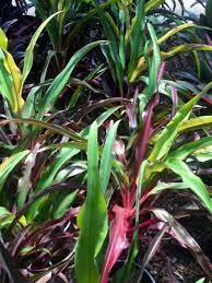 Cordyline Rooster Tail (Cordyline fruticosa) - Ladybird Nursery