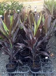 Cordyline Nigra (Cordyline fruticosa) - Ladybird Nursery