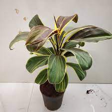 Cordyline 'Miss Andrea' (Cordyline fruticosa)