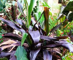 Cordyline Magic (Cordyline Black)