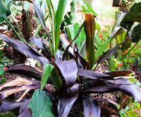 Cordyline Magic (Cordyline Black)