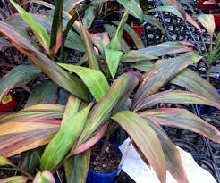 Cordyline Hilo Rainbow (Cordyline fruticosa)
