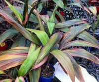 Cordyline Hilo Rainbow (Cordyline fruticosa)